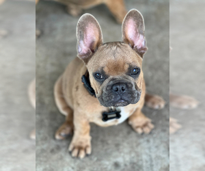 French Bulldog Dog Breeder near CHINA SPRING, TX, USA