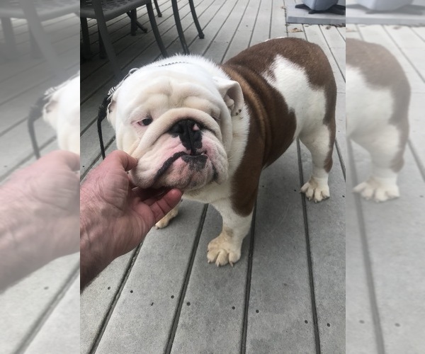 Medium Photo #5  Breeder Profile in MINOOKA, IL, USA