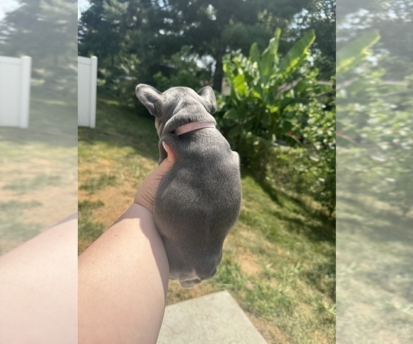 Medium Photo #24  Breeder Profile in JEFFERSONVILLE, IN, USA