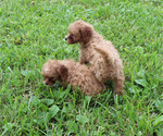 Small #84 Breeder Profile image