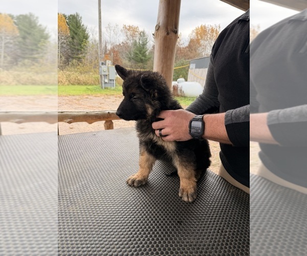 Medium Photo #3  Breeder Profile in PONSFORD, MN, USA