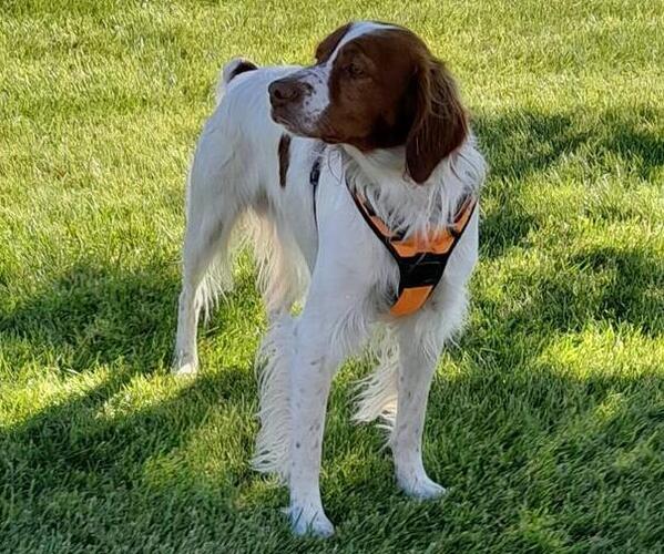 Medium Photo #5  Breeder Profile in MONTROSE, CO, USA