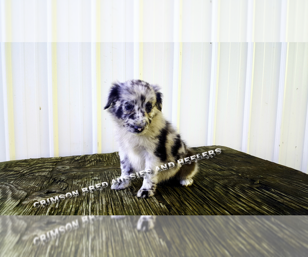 Medium Photo #11  Breeder Profile in DOTHAN, AL, USA
