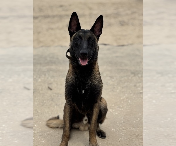 Medium Photo #2  Breeder Profile in OAK FOREST, IL, USA