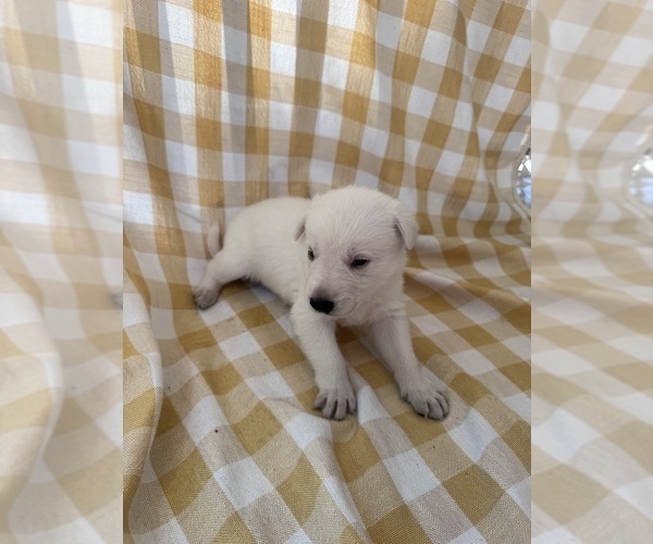 Medium Photo #6  Breeder Profile in SPRINGFIELD, MO, USA