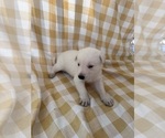 Small #5 Breeder Profile image