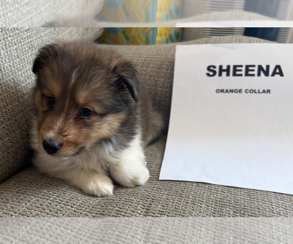 Medium Photo #3  Breeder Profile in MC CORDSVILLE, IN, USA