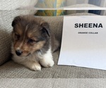 Small #2 Breeder Profile image