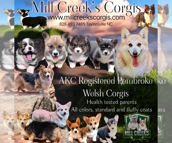 Medium Photo #1  Breeder Profile in TAYLORSVILLE, NC, USA