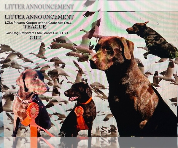 Medium Photo #1  Breeder Profile in MURRIETA, CA, USA