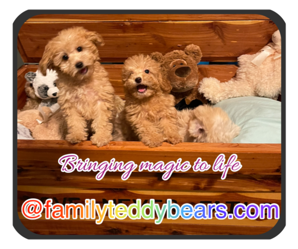 Medium Photo #1  Breeder Profile in LEBANON, TN, USA