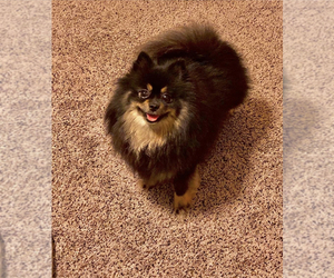 Pomeranian Dog Breeder near OKLAHOMA CITY, OK, USA