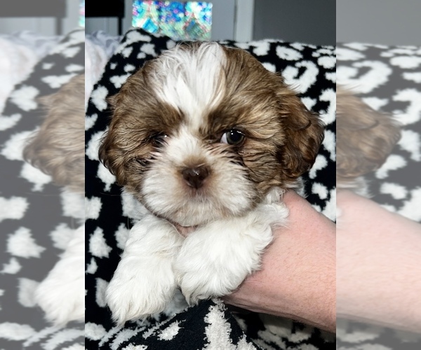 Medium Photo #1  Breeder Profile in BENSALEM, PA, USA