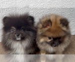 Small #2 Breeder Profile image
