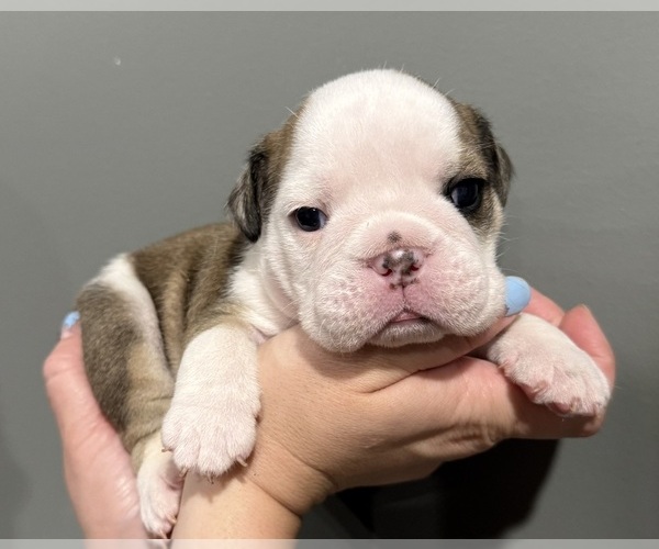 Medium Photo #3  Breeder Profile in EVEREST, KS, USA