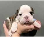 Small #2 Breeder Profile image