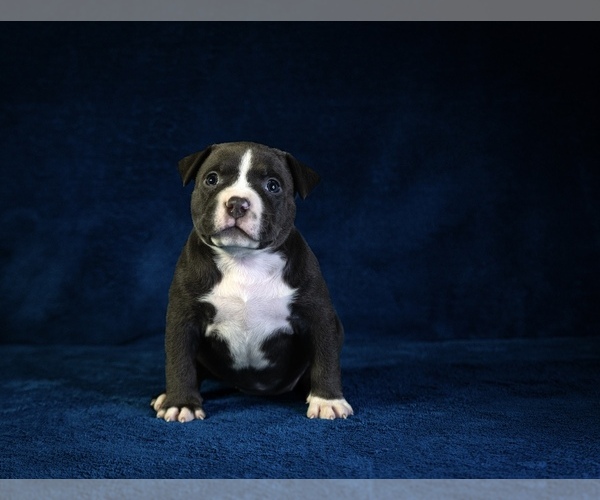 Medium Photo #2  Breeder Profile in ATLANTA, GA, USA