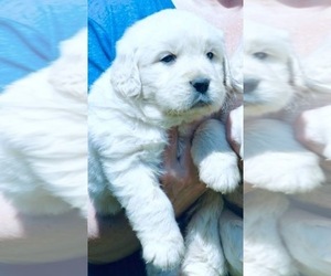 English Cream Golden Retriever Dog Breeder near BLACKSBURG, VA, USA