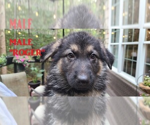 German Shepherd Dog Dog Breeder near WOOD RIVER JT, RI, USA