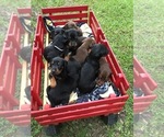 Small #55 Breeder Profile image