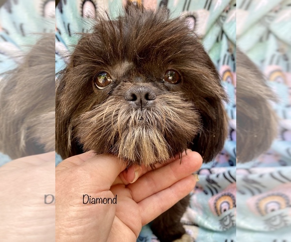Medium Photo #1  Breeder Profile in PIEDMONT, OH, USA