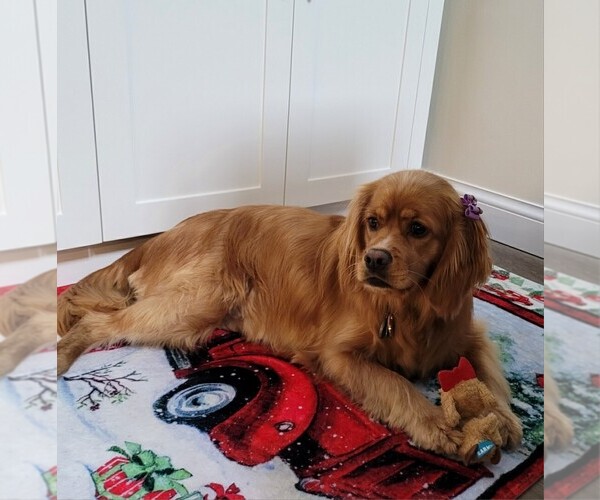 Medium Photo #26  Breeder Profile in Aylmer, Ontario, Canada