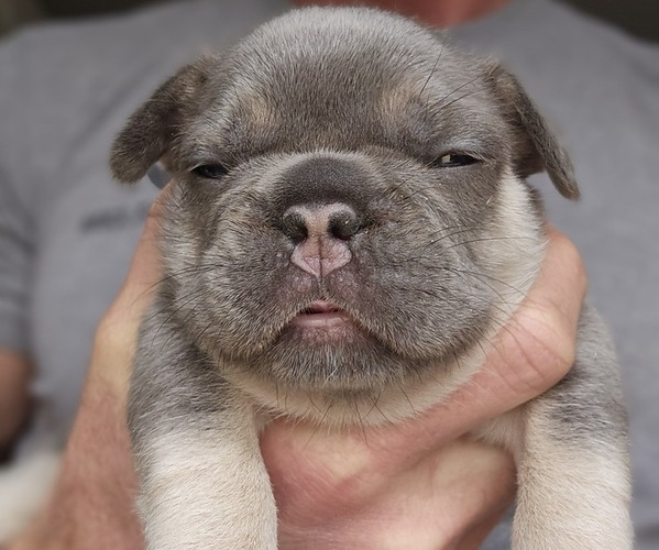 Medium Photo #7  Breeder Profile in FENTON, MO, USA