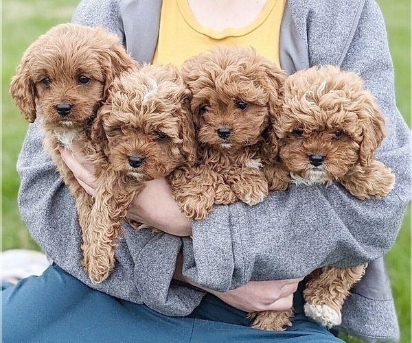 Medium Photo #1  Breeder Profile in NORTH LAWRENCE, OH, USA