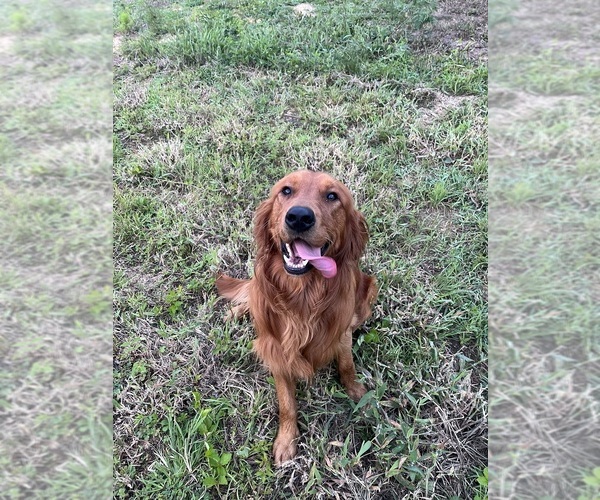 Medium Photo #3  Breeder Profile in SWEETWATER, TN, USA