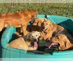 Small breeder photo