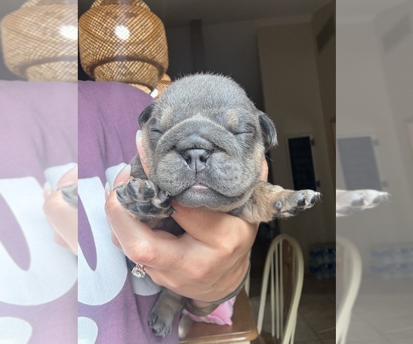 Medium Photo #2  Breeder Profile in SEYMOUR, IN, USA