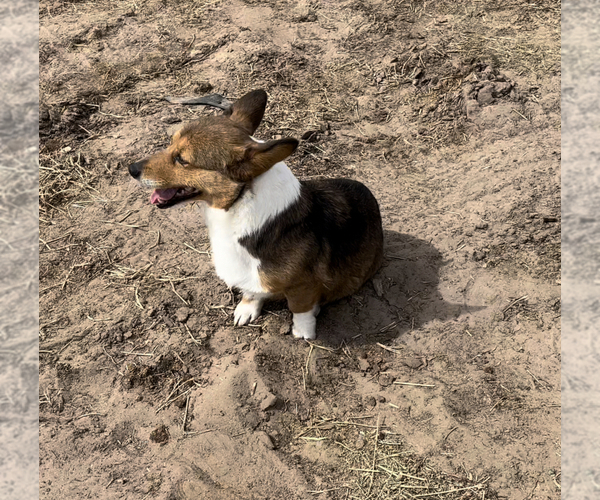 Medium Photo #7  Breeder Profile in AMES, OK, USA