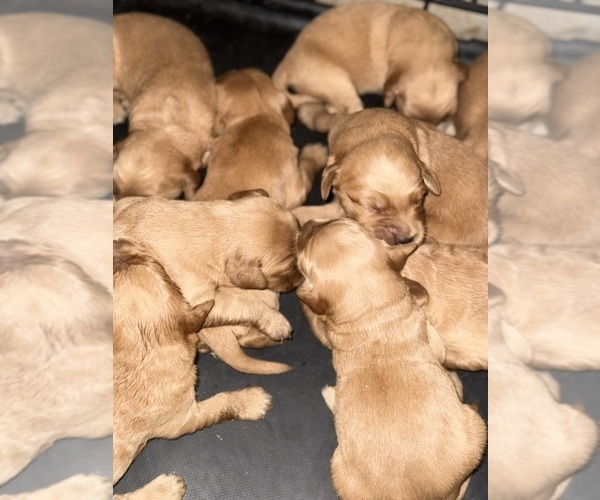 Medium Photo #7  Breeder Profile in ROCHESTER, MN, USA