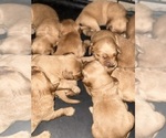 Small #6 Breeder Profile image