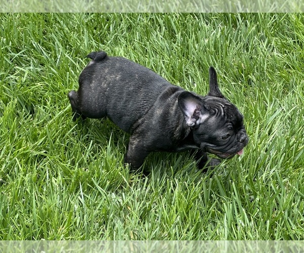 Medium Photo #11  Breeder Profile in SALINAS, CA, USA