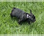 Small #10 Breeder Profile image