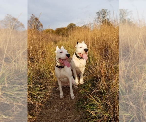 Medium Photo #1  Breeder Profile in PATERSON, NJ, USA