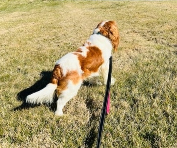 Medium Photo #1  Breeder Profile in MOUNT AIRY, NC, USA