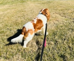 Golden Retriever Dog Breeder near MOUNT AIRY, NC, USA