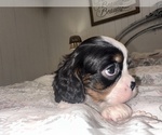 Small Photo #2  Breeder Profile in WAXAHACHIE, TX, USA
