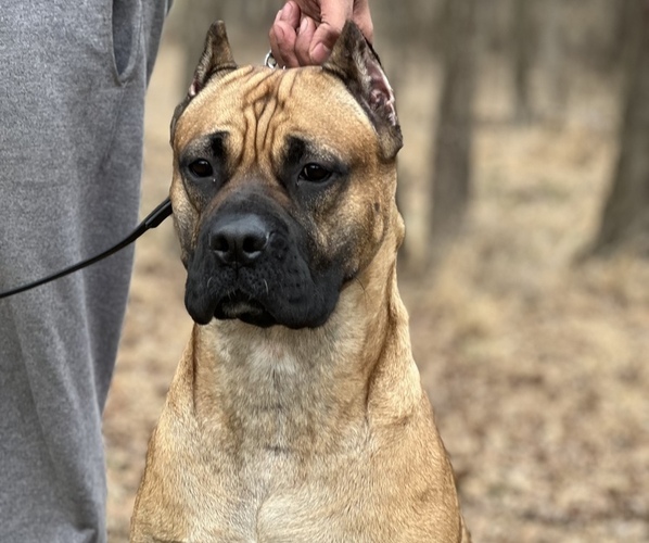 Medium Photo #1  Breeder Profile in WOODBRIDGE, VA, USA