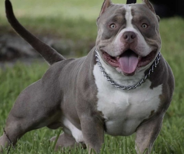 Medium Photo #1  Breeder Profile in PACOIMA, CA, USA