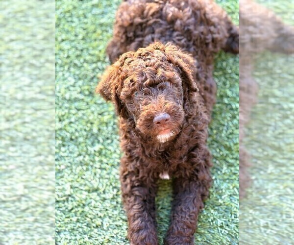 Medium Photo #5  Breeder Profile in APACHE JUNCTION, AZ, USA