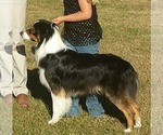 Small breeder photo