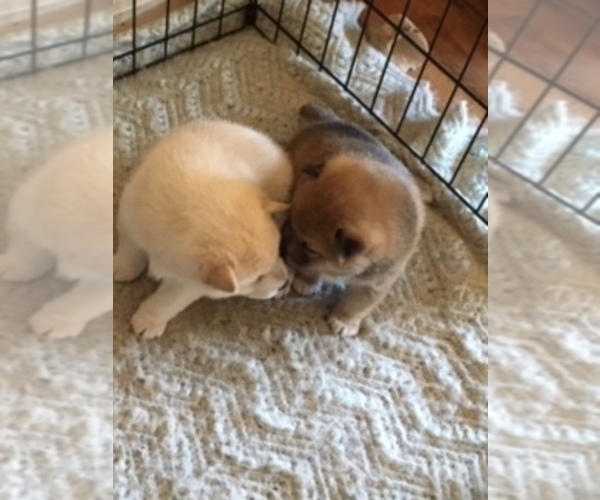 Medium Photo #1  Breeder Profile in NEWPORT, OR, USA
