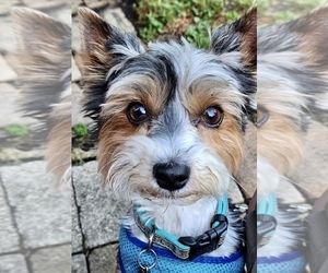 Yorkshire Terrier Dog Breeder near MANKATO, MN, USA