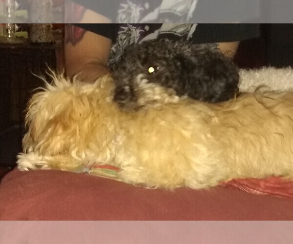 Medium Photo #1  Breeder Profile in LARKSVILLE, PA, USA