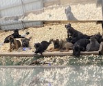 Small #1 Breeder Profile image