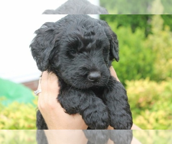 Medium Photo #1  Breeder Profile in ANTIOCH, TN, USA