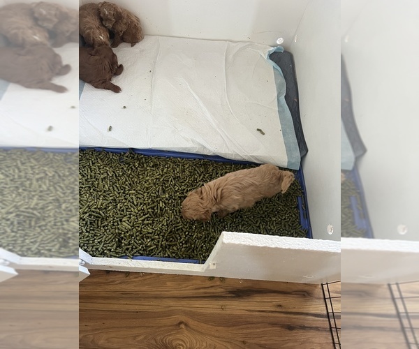 Medium Photo #19  Breeder Profile in NEPHI, UT, USA